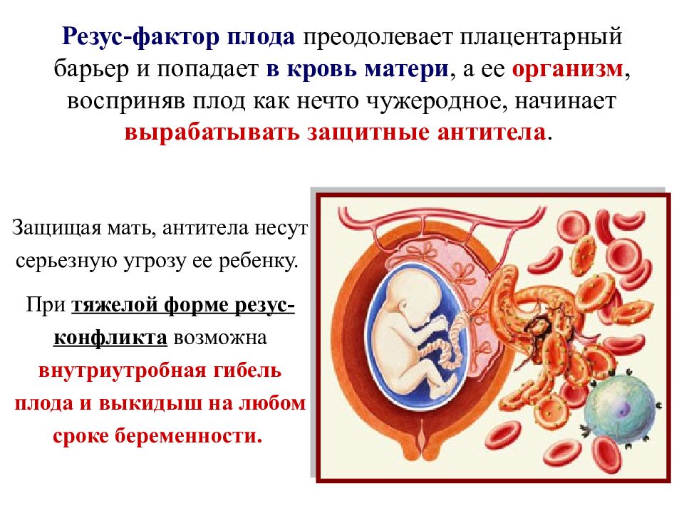 Группы крови и резус фактор презентация