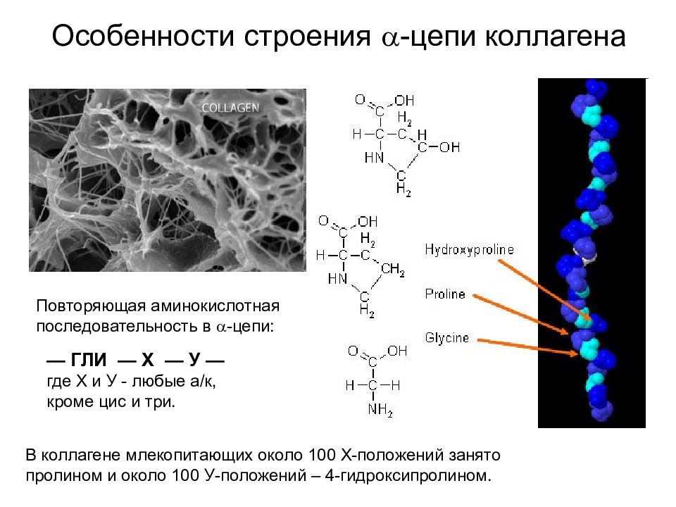 Строение цепи. Синтез полипептидных цепей коллагена. Фрагмент полипептидной цепи коллагена. Структура цепи. Тропоколлаген формула.