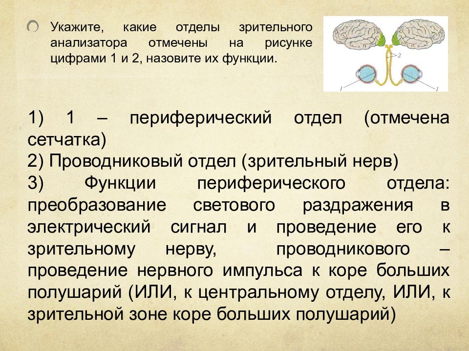 Какой из отделов анализатора обрабатывает поступившую информацию. Функции периферического отдела зрительного анализатора. Назовите отделы зрительного анализатора.. Центральный отдел зрительного анализатора функции. Назовите отдела зрительного анадизаьлра.