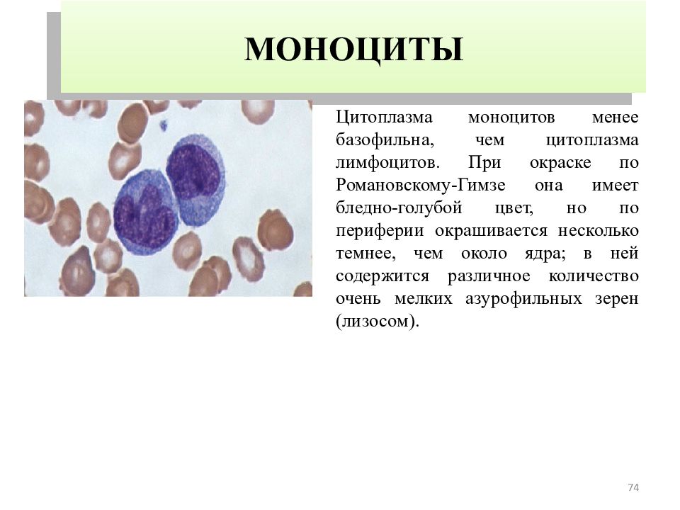 Моноцитов в крови 1. Моноциты 1.14. Вакуолизация моноцитов. Моноциты 13.20. Моноциты строение.