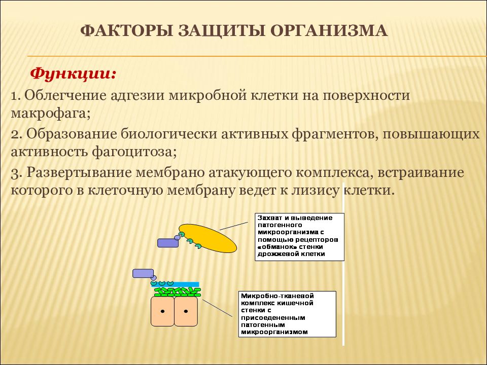 Естественные системы защиты организма презентация