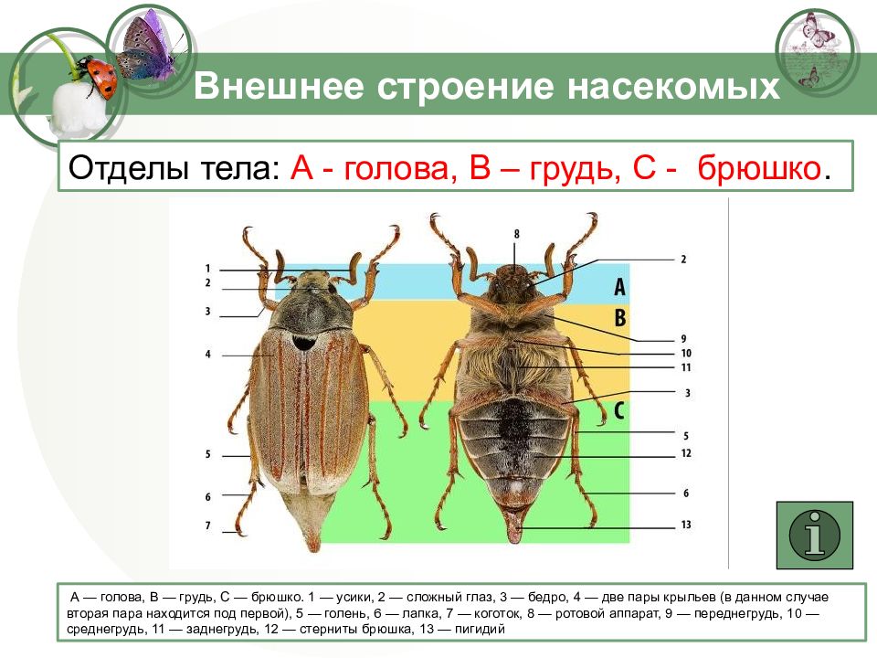 Брюшко майского жука. Насекомые строение тела отделы тела. Строение насекомых 8 класс биология. Отделы тела у насекомых биология 7 класс. Внешнее строение насекомых 7 класс биология.