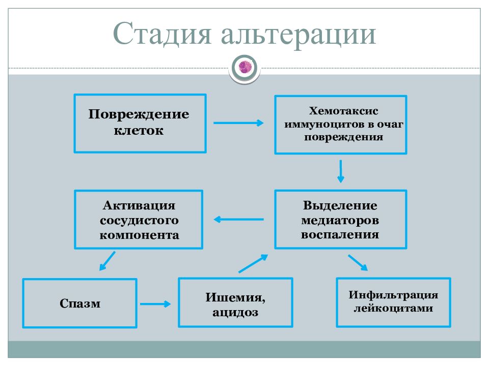 Стадии воспаления. Стадия альтерации. Стадия альтерации при воспалении. Фаза альтерации.