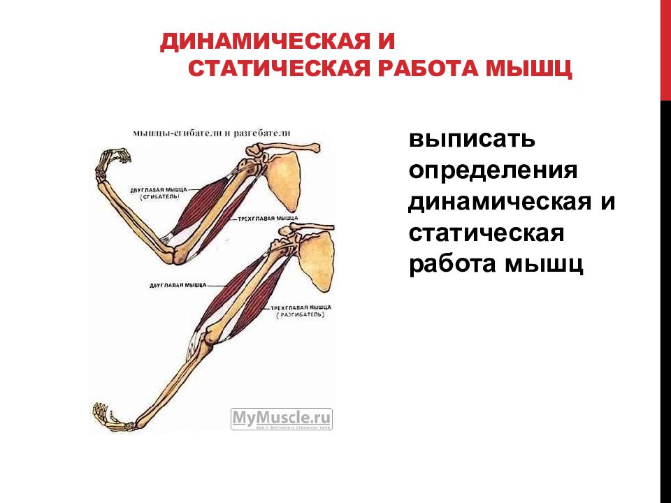 Динамическая работа. Динамическая работа мышц. Динамическое движение мышц. Статическая работа мышц. Статистическая и динамическая работа мышц.