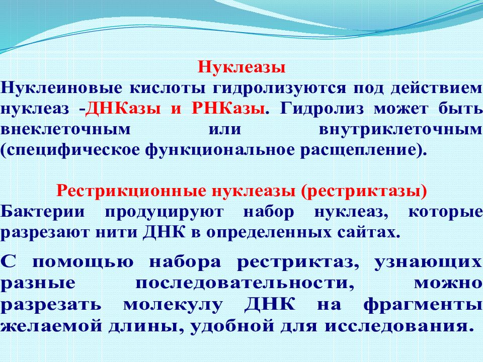 Тем паче. Нуклеаза. Нуклеаза фермент. Нуклеаза расщепляет. Нуклеаза функции.