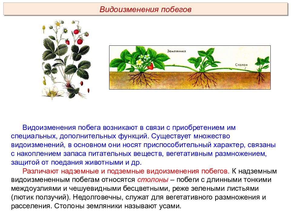 Пименов побег презентация