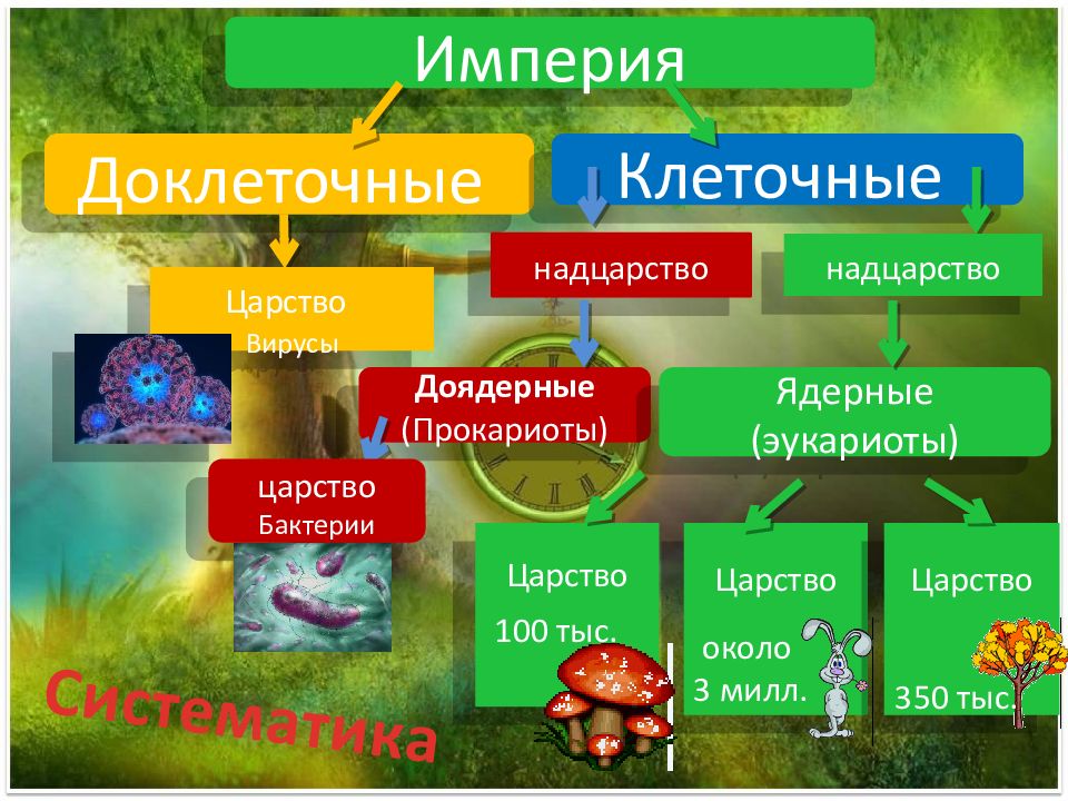 Определите к какому надцарству царству относят организм изображенный на рисунке какой тип питания