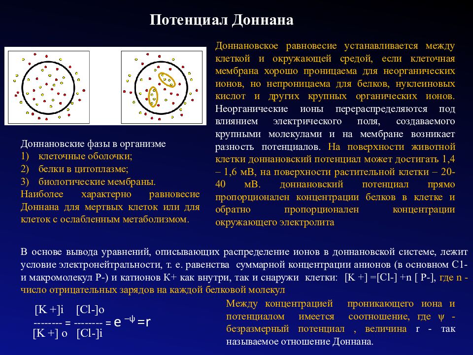 Равновесный мембранный потенциал