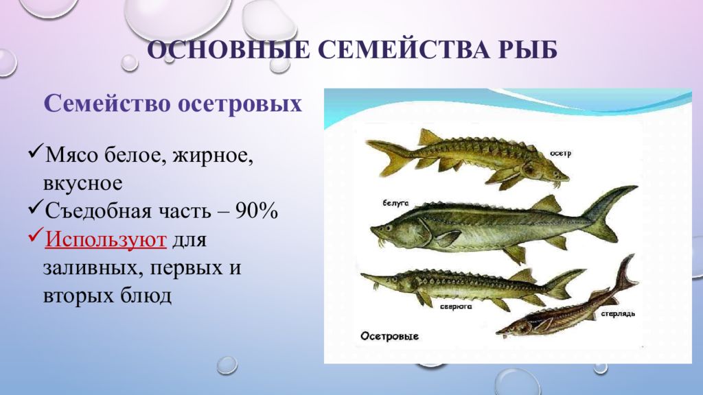 Рыбы какое семейство. Основные семейства промысловых рыб таблица. Классификация рыбы по семействам. Характеристика семейств рыб. Семейства промысловых рыб.