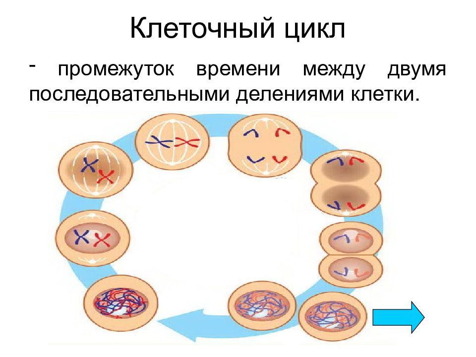 Нарисуйте схему клеточного цикла