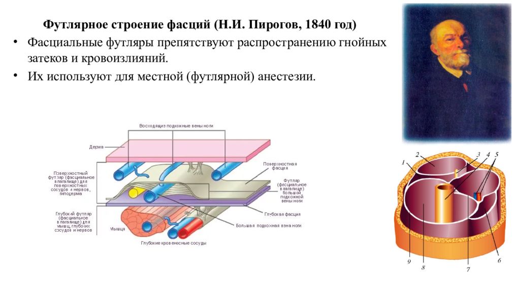 Учение о строении. Фасциальные футляр анатомия. Футлярное строение фасций. Строение фасции анатомия. Футляры мышц.