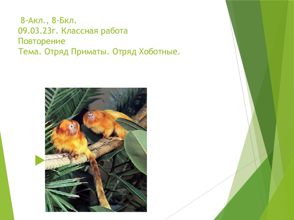 8-Акл., 8-Бкл. 0 9.03.23г. Классная работа Повторение Тема. Отряд Приматы. Отряд Хоботные.