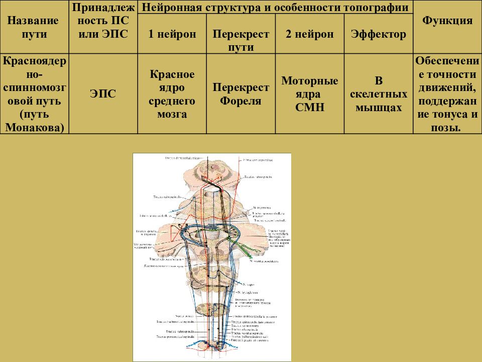 Перекресты спинного мозга