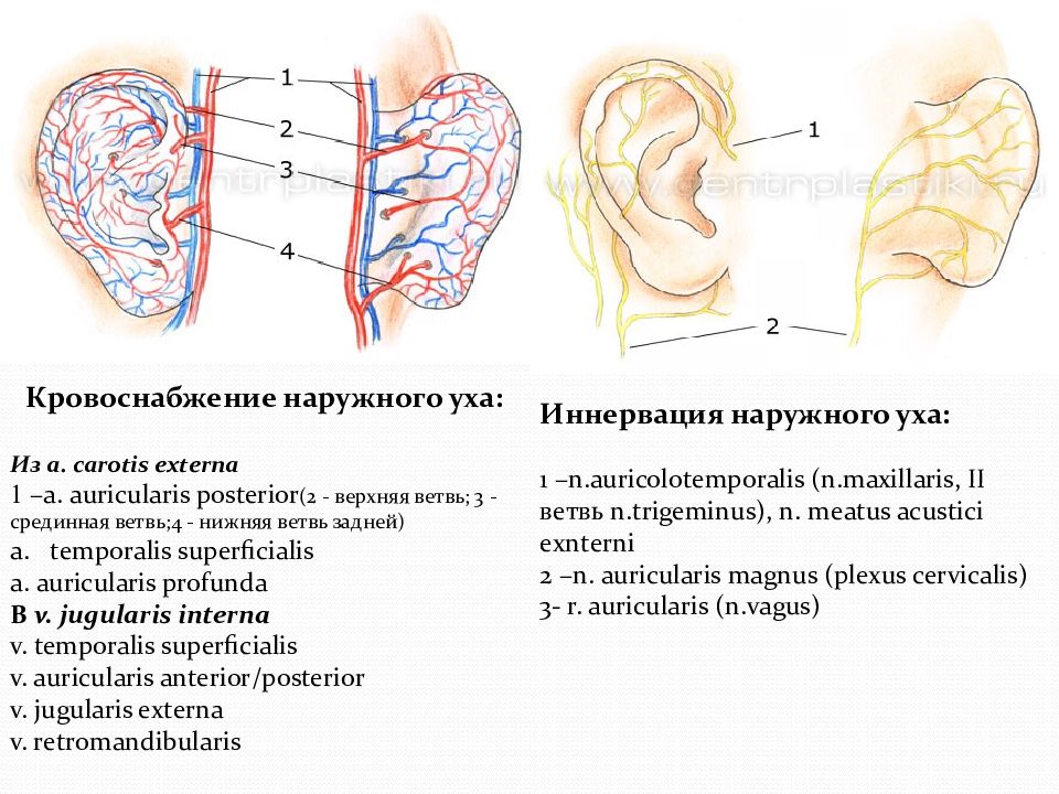 Нервы в ухе схема