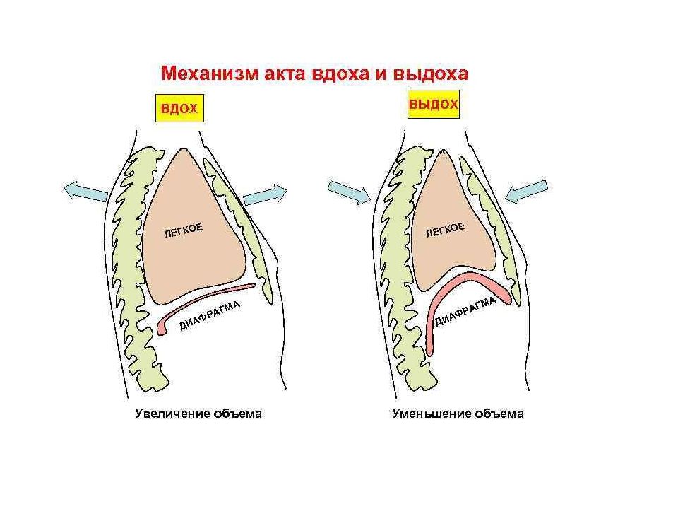Механизм вдоха и выдоха. Механизм акта вдоха и выдоха. Механизм дыхания человека схема. Механизм вдоха и выдоха физиология. Физиология дыхания механизм вдоха и выдоха.