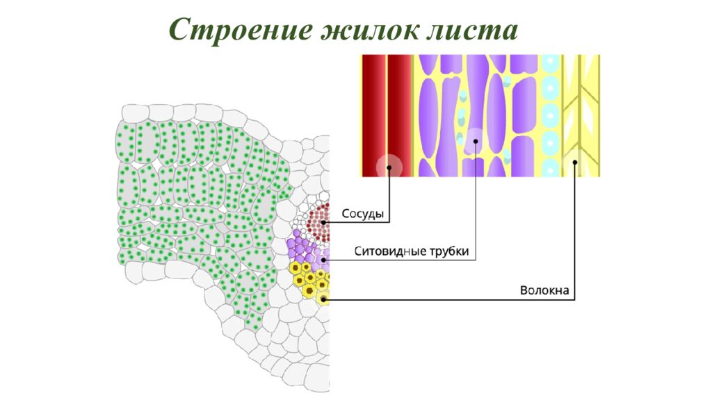 Особенности внешнего и внутреннего строения листа