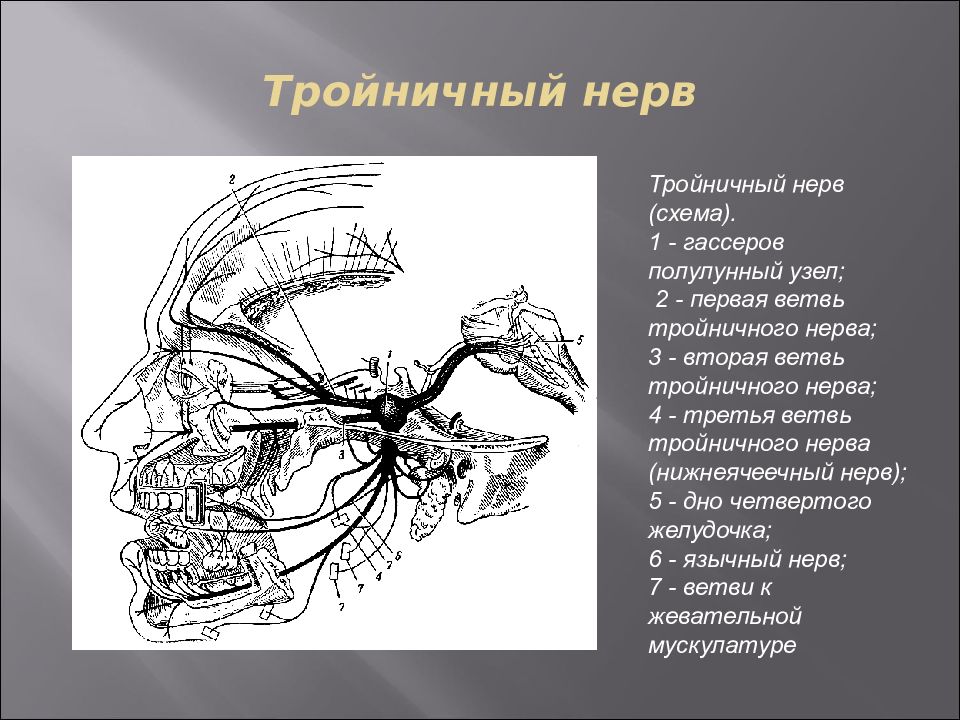 Ветви тройничного нерва схема