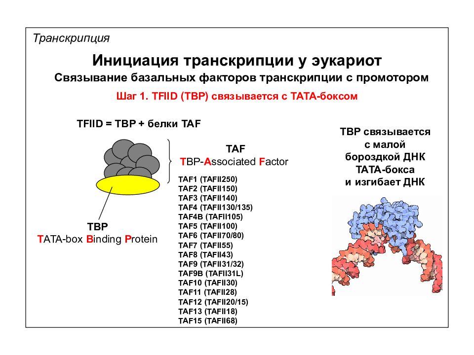 Факторы транскрипции эукариот. Факторы инициации транскрипции эукариот. Инициация транскрипции у эукариот. Транскрипционные факторы эукариот.