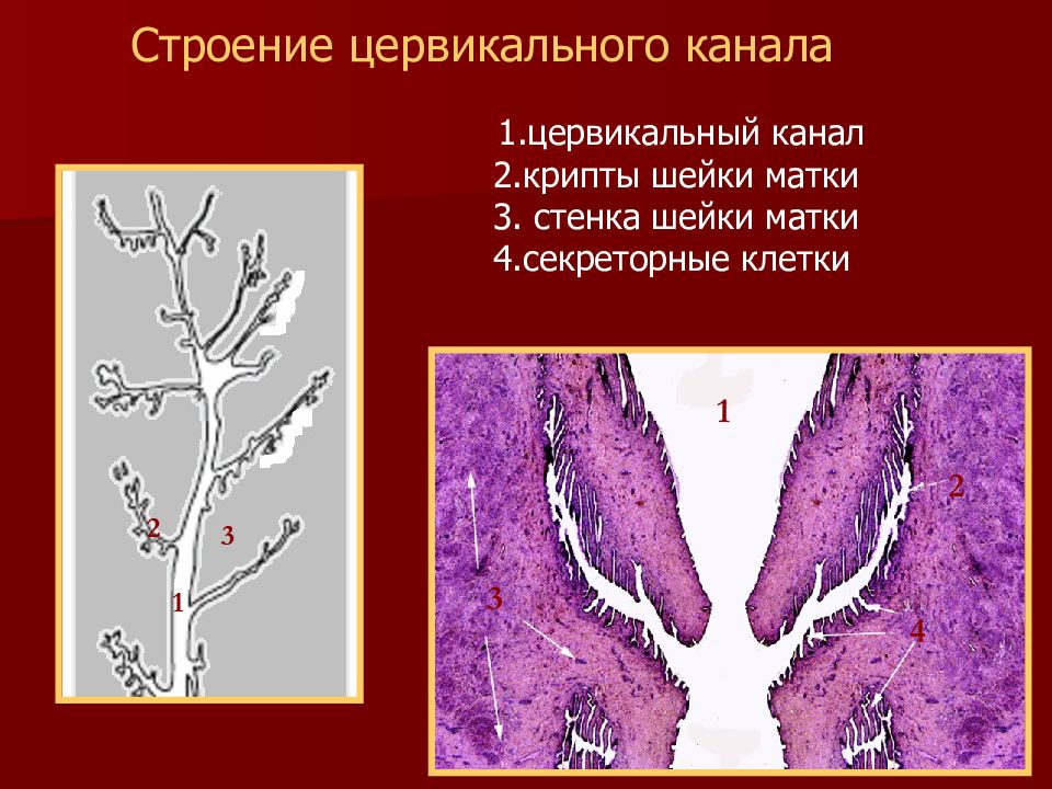 Где находится цервикальный канал у женщин рисунок и что это