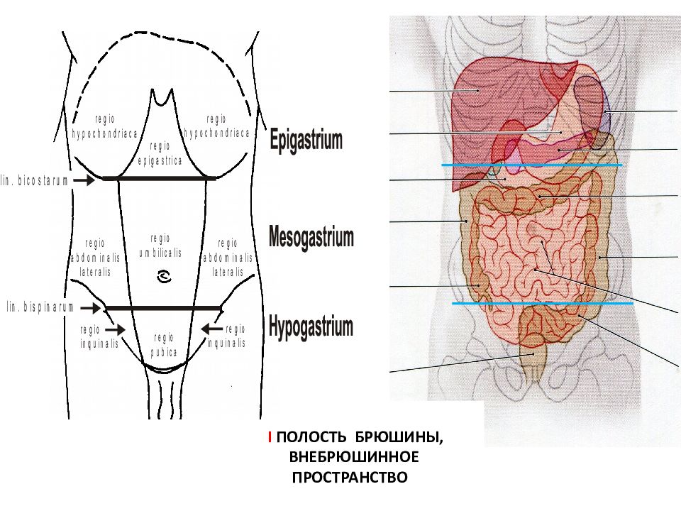 Живот стенки полости живота. Проекция органов на переднюю стенку живота. Проекция органов брюшной полости на переднюю брюшную стенку.