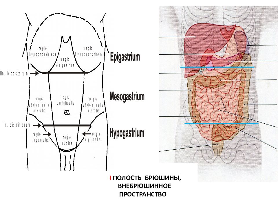 Проекция передней брюшной стенки. Проекция органов брюшной полости на переднюю брюшную стенку. Проекция органов на переднюю брюшную стенку области живота. Области брюшины анатомия. Границы полости живота.