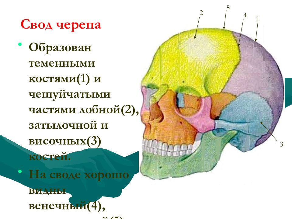 Задние кости черепа. Теменные кости черепа. Теменная область головы. Теменная кость черепа. Соединение костей черепа картинка.