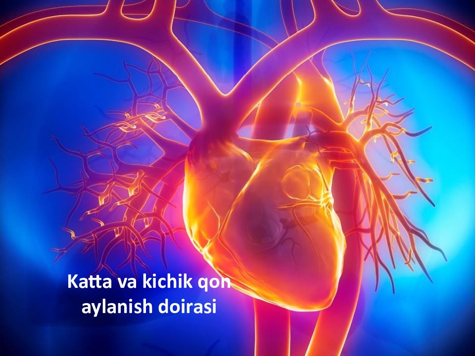 Katta va kichik qon aylanish doirasi Katta va kichik qon aylanish doirasi