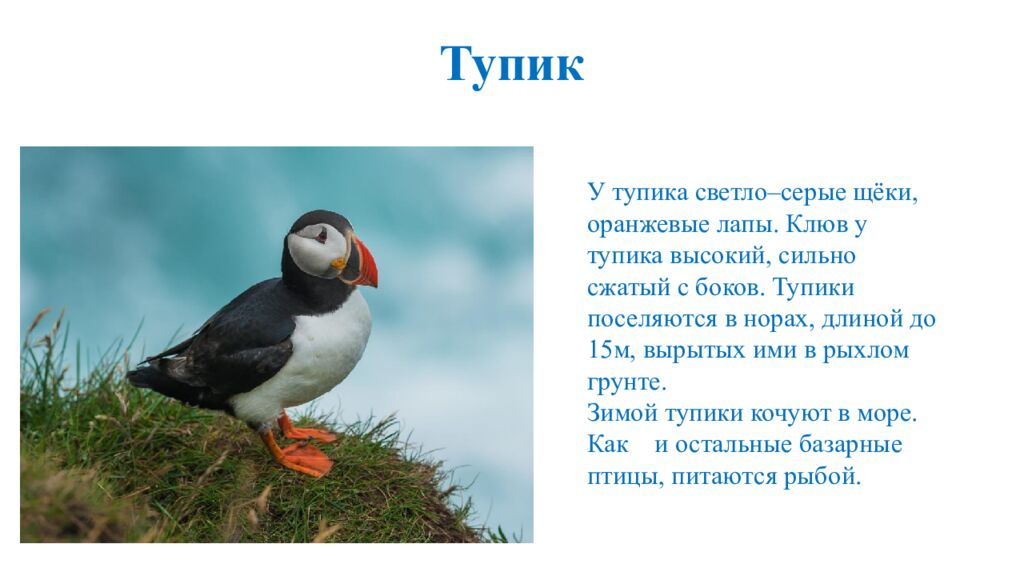 Тупик