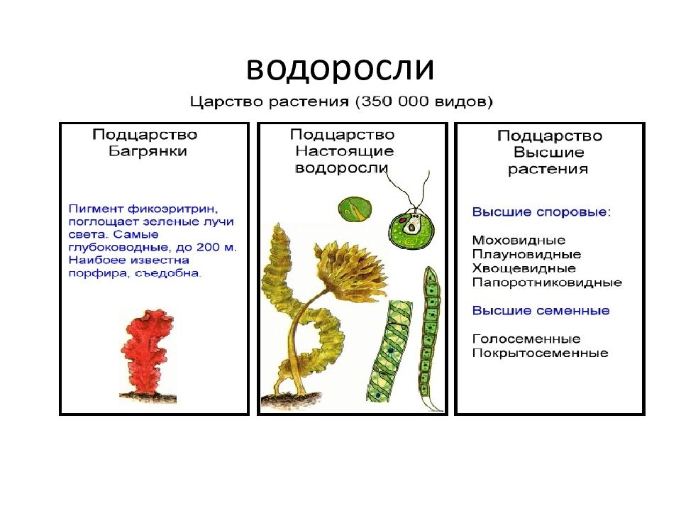 Систематические группы водорослей. Схема царство растений водоросли. Царство растений отдел водорослей. Царство растений водоросли низшие. Высшие водоросли.