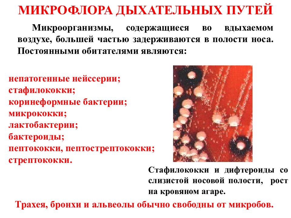 Дисбактериоз презентация микробиология