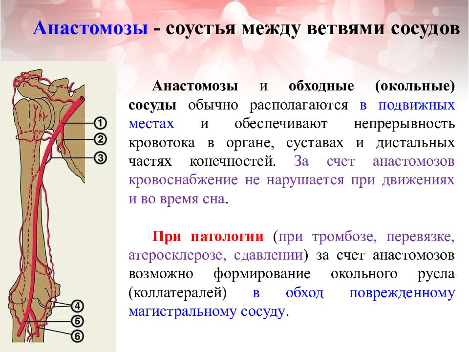 Венозные анастомозы презентация