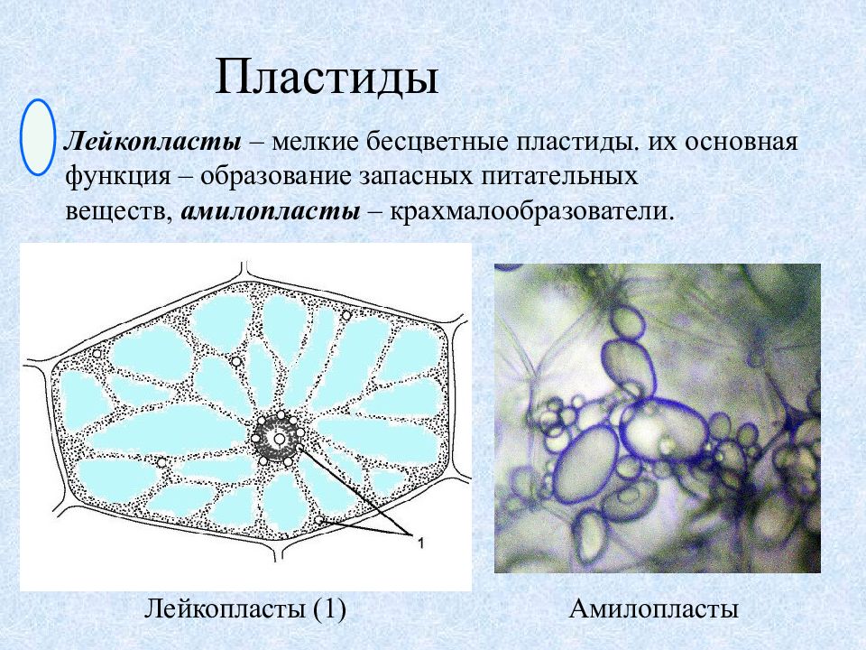 Как называются бесцветные пластиды