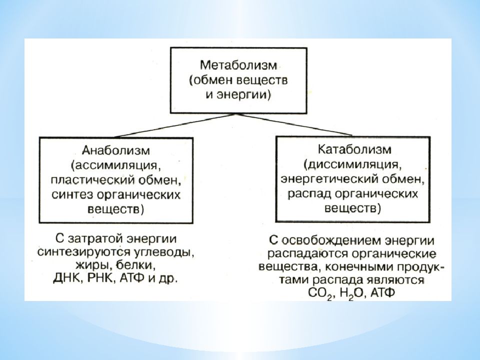 Пластический и энергетический обмен презентация