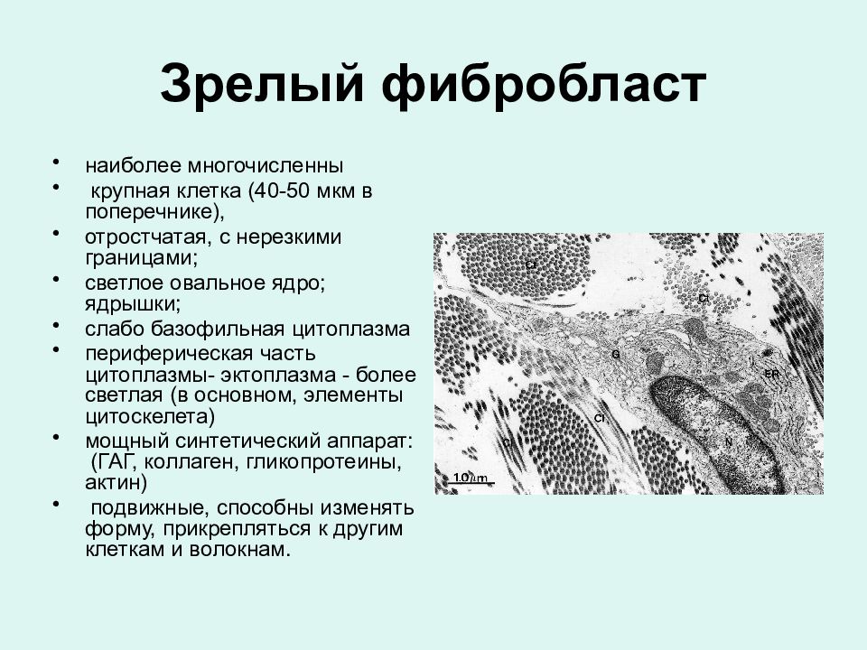 Фиброциты цитология. Фиброциты строение и функции. Фибробласты и фиброциты. Фибробласты и фиброциты. Макрофаги,фибробласты соединительной ткани.