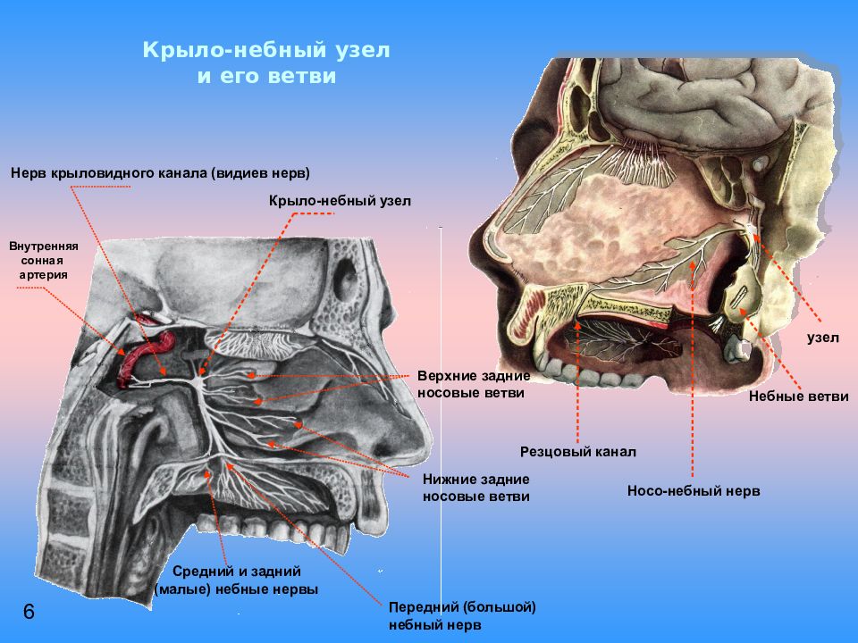 Большой небный канал. Небный нерв анатомия. Носонебный нерв анатомия. Резцовый нерв анатомия.