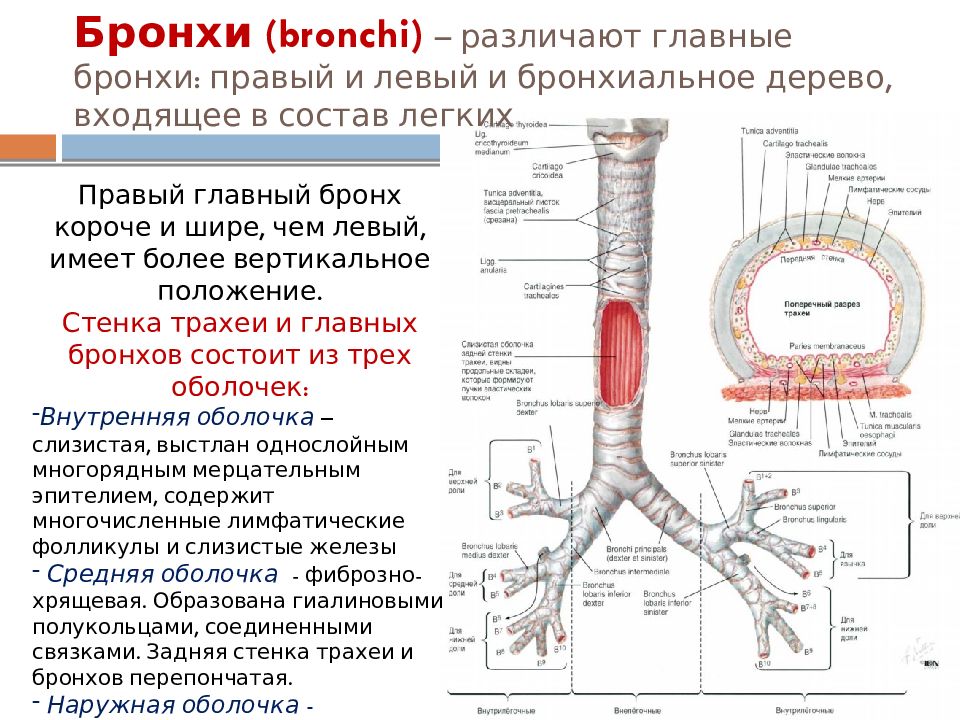 В состав стенок правого и левого бронхов входят соответственно