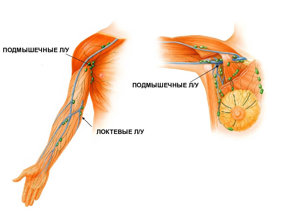 N suprascapularis