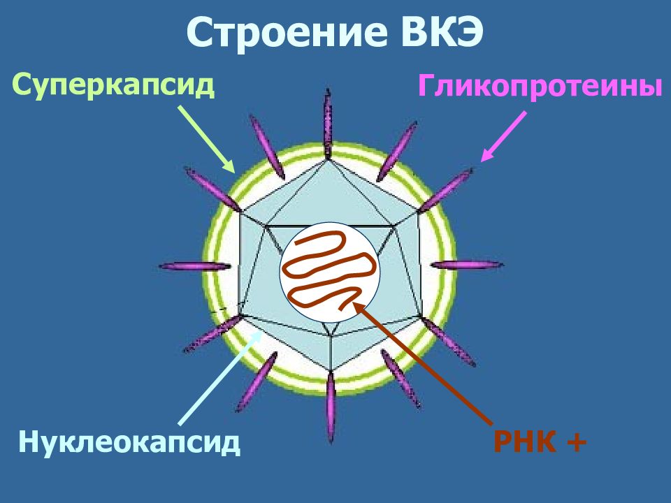 Вирус клещевого энцефалита микробиология презентация