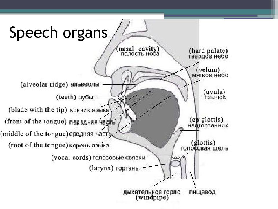 Speech actions. The Organs of Speech схема. Organs of Speech in English Phonetics. Active and Passive Organs of Speech. Органы речи на английском.