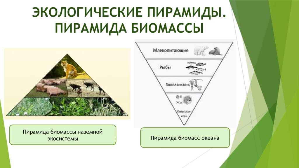Биомасса каждого трофического уровня. Экологическая пирамида биомассы Перевернутая. Экологические пирамиды пирамида биомасс. Перевернутая пирамида численности и биомассы. Пирамида биомассы наземной экосистемы.