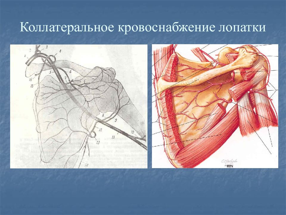 Лопаточный анастомоз схема