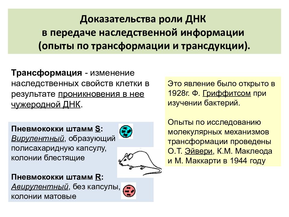 Роль доказывания. Доказательство ведущей роли ДНК.. Доказательства роли ДНК В передаче наследственной информации. Доказательство роли ДНК В наследственности. Доказательства роли ДНК как хранителя генетической информации.