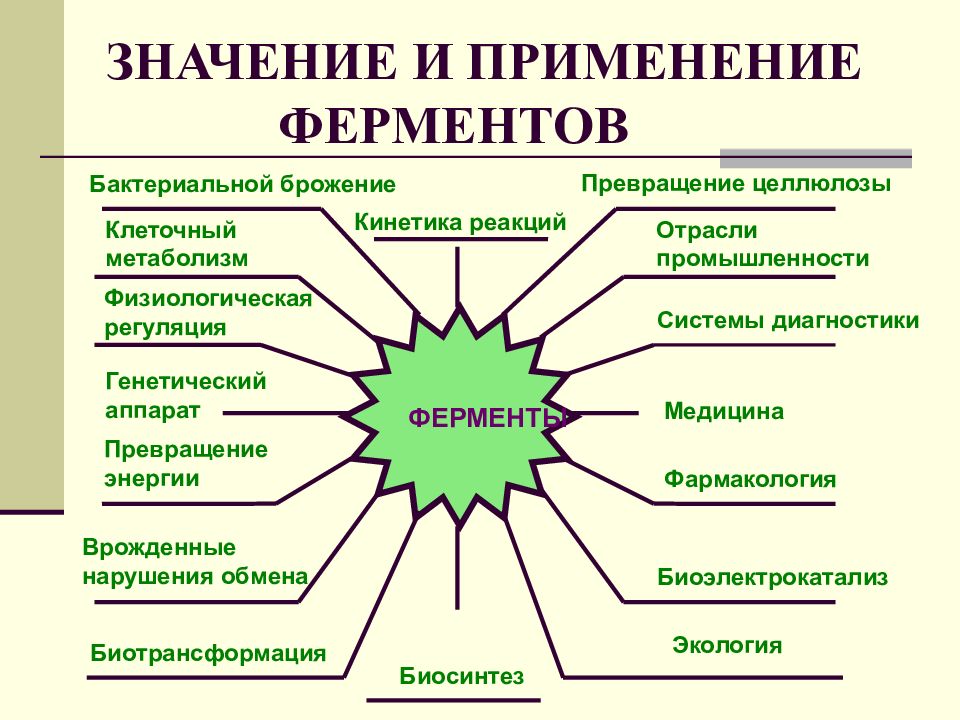 Презентация по теме ферменты