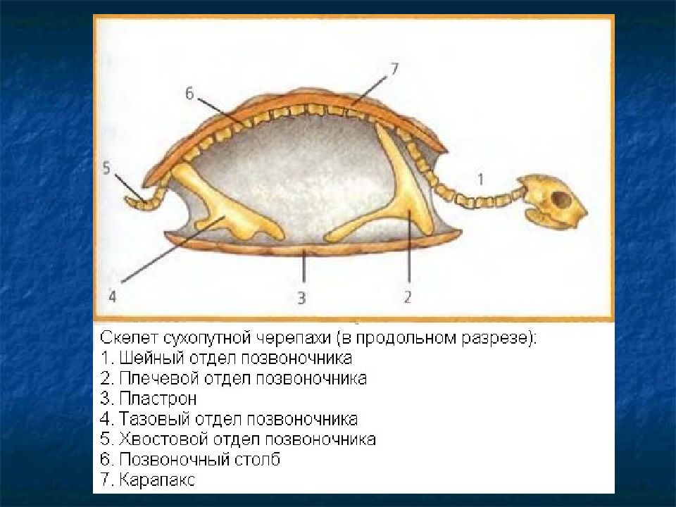 Скелет черепахи схема