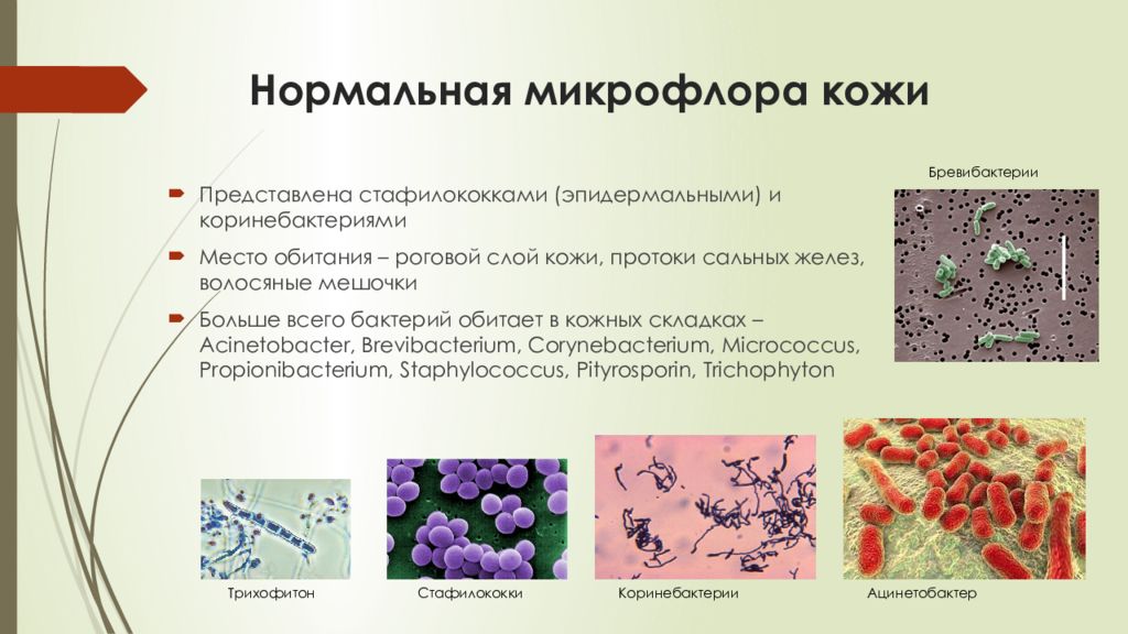 Микрофлора мочеполовой системы презентация