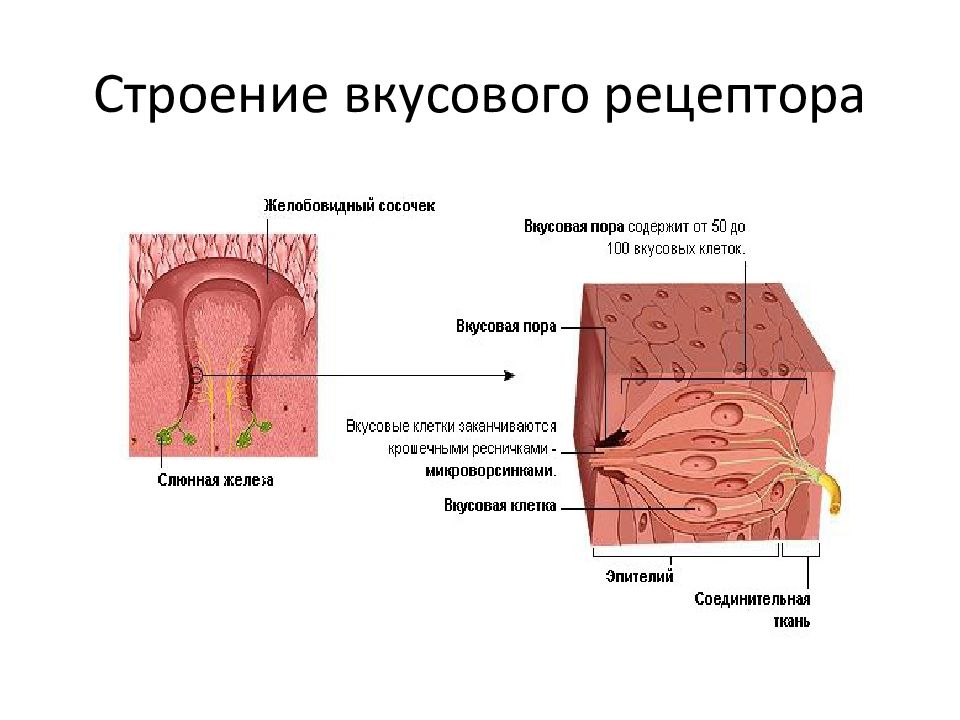 Очищение рецепторов. Строение рецепторного аппарата вкусового анализатора. Рецептор строение анатомия. Строение рецепторов вкусового анализатора. Анализатор вкуса строение рецепторов.