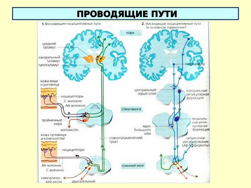 Проводящие пути спинного мозга схема