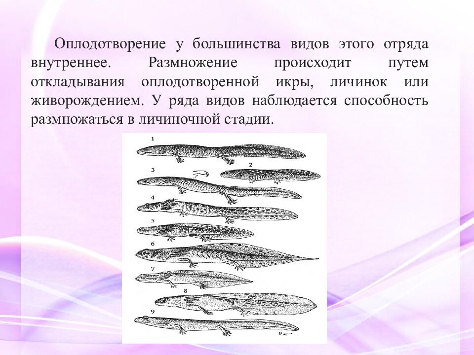 Классная работа Тема: МНОГООБРАЗИЕ И ЗНАЧЕНИЕ ЗЕМНОВОДНЫХ «Лягушкам только