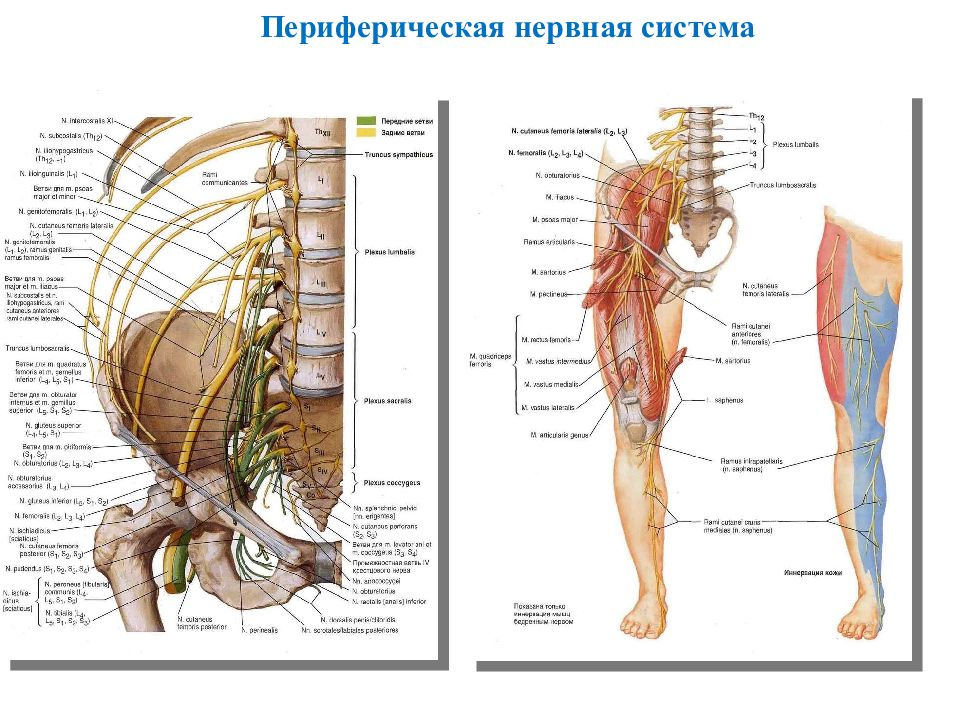 Название органа периферической нервной системы человека. Строение периферической НС. Анатомия периферической нервной системы человека анатомия. Периферийная нервная система состоит. Анатомические структуры периферической нервной системы.