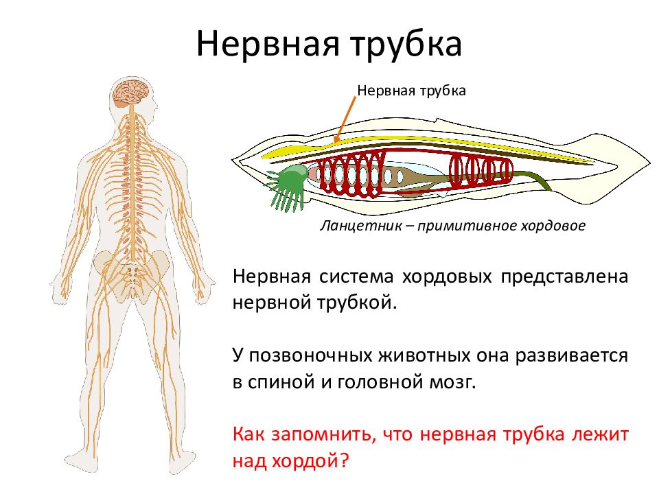 Трубчатая нервная система